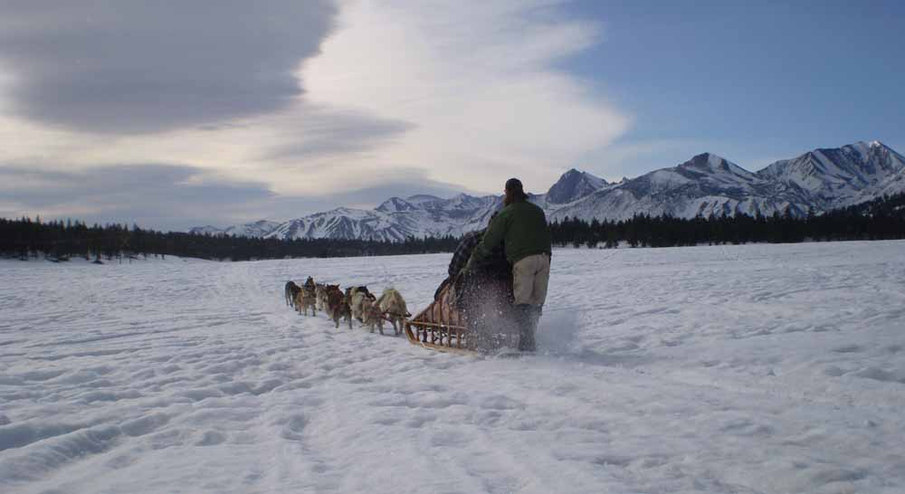 Dog Sledding Adventures in Mammoth Lakes