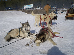 Day in the Life of a Mammoth Sled Dog