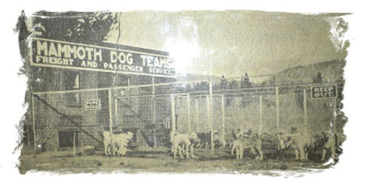 Mammoth Dog Teams History