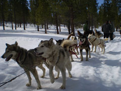Mammoth Dog Teams on the Trail