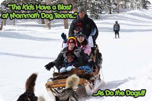 Dog Sled Tours in Mammoth Lakes